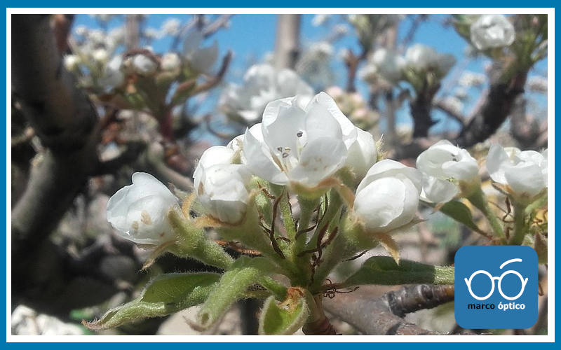 Primavera, alergias y ojos | Consejos de Marco Óptico